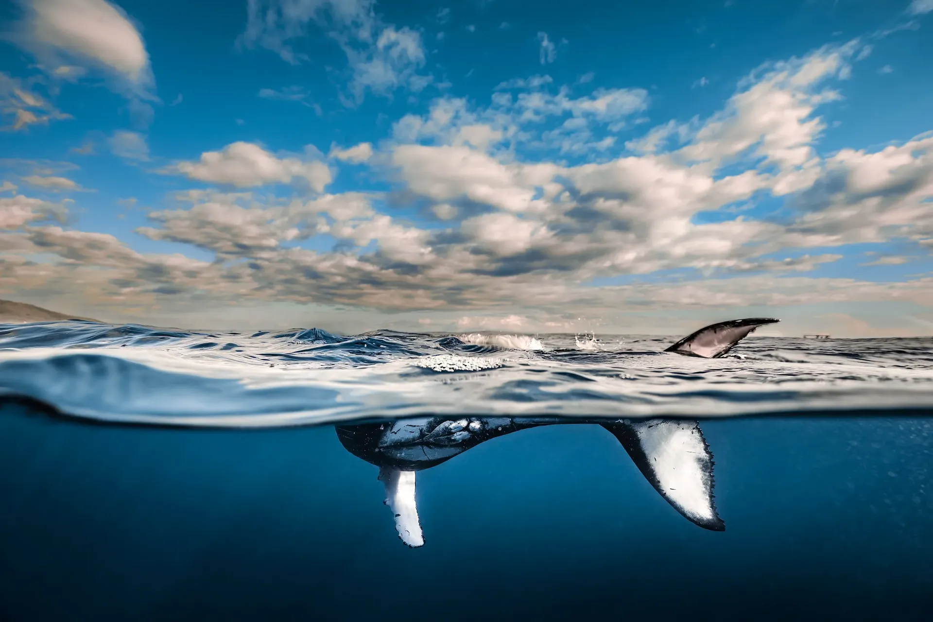 Split shot: a humpback whale's tail below the waterline, bright clouds above