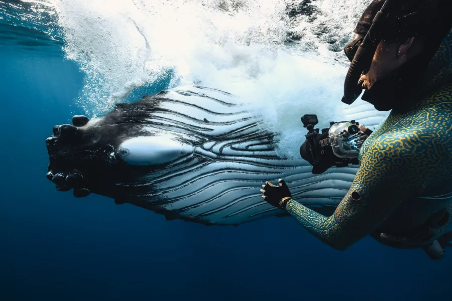A freediver hangs face to face with a humpback whale, camera in hand, the whale's pleated throat filling the frame