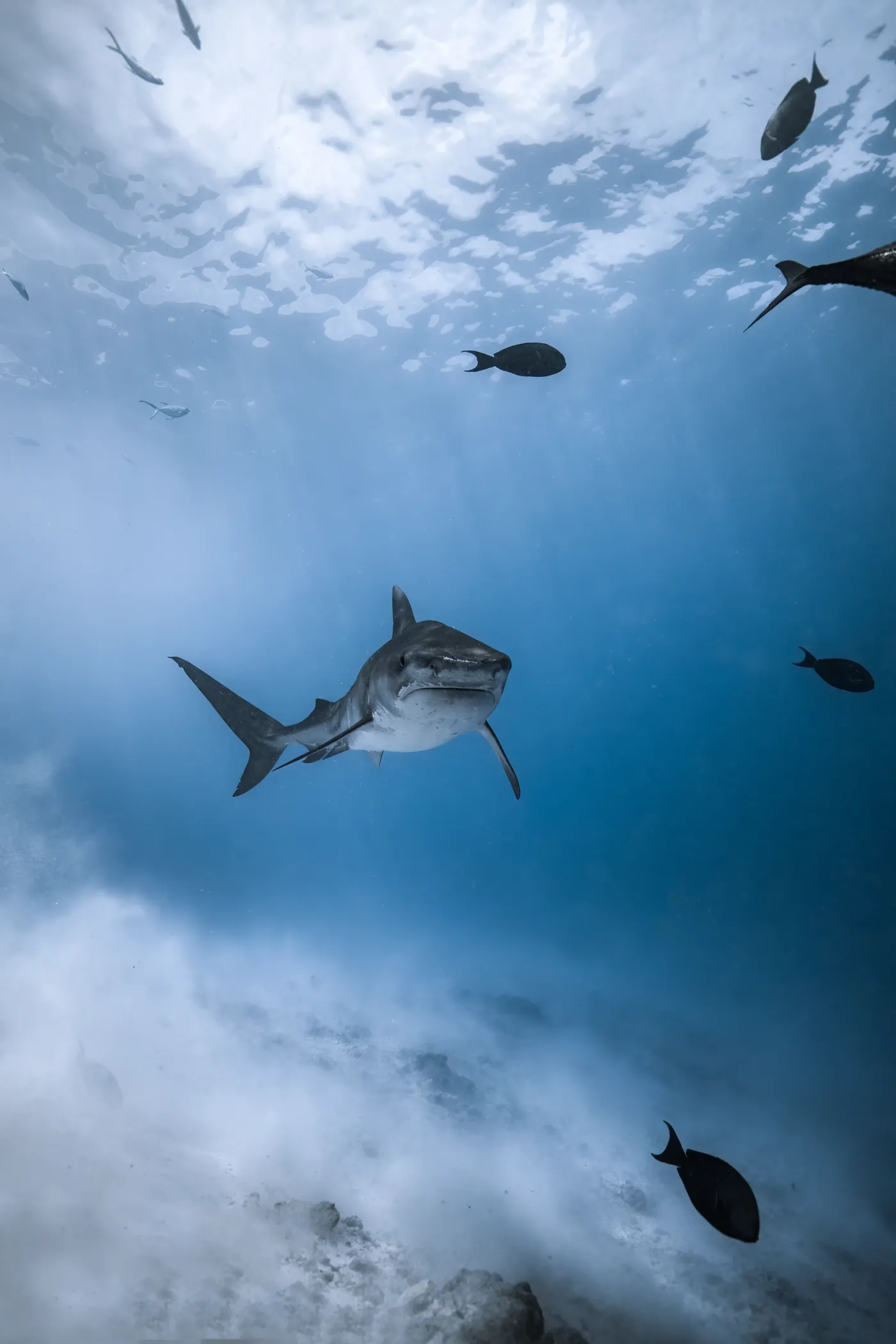Fuvahmulah - RTTO expedition