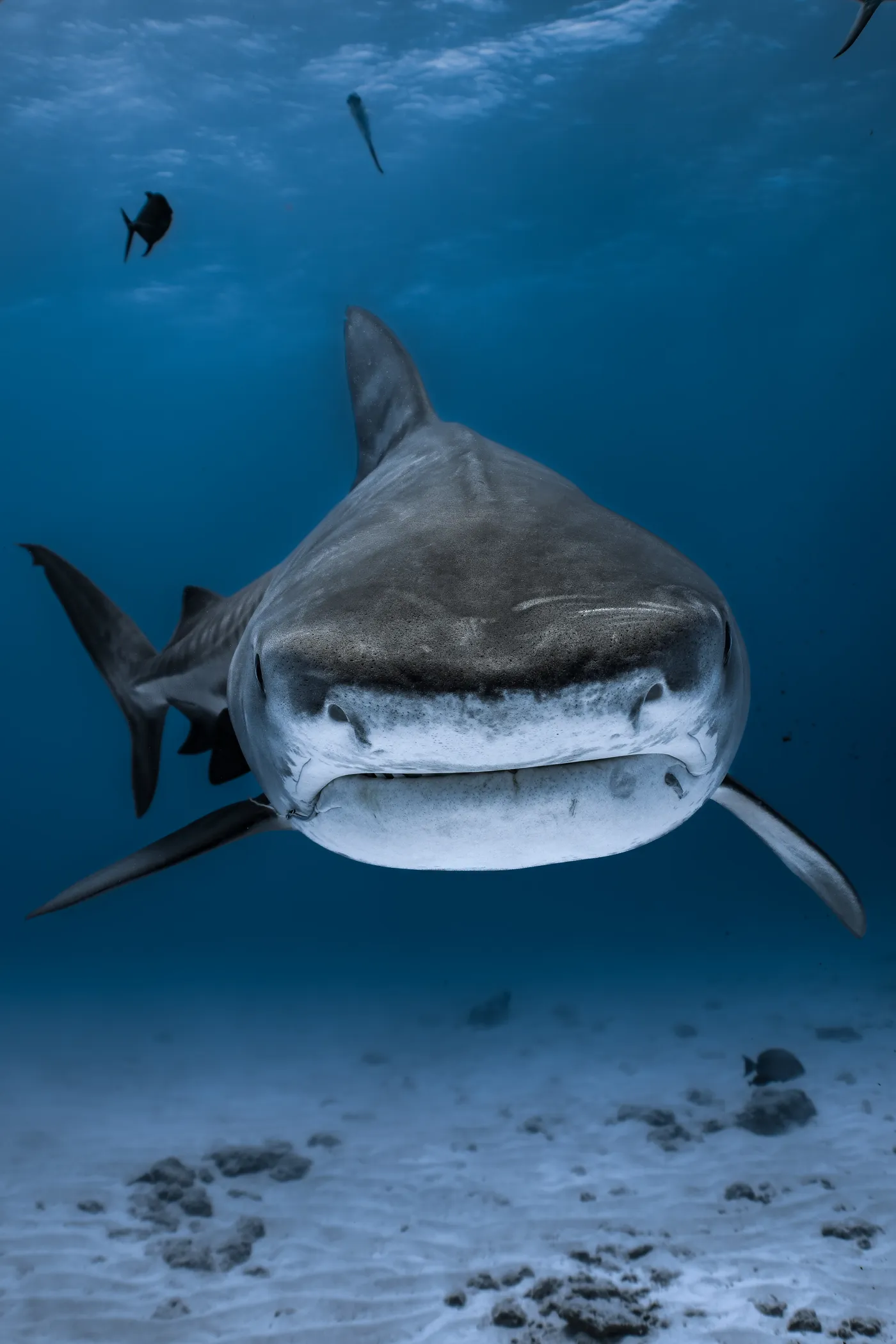 Dive Mentorships