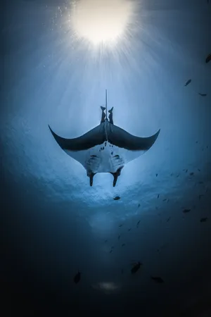 A manta ray seen head-on from below, wings spread wide