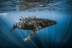 A humpback mother glides through curtains of light with her calf resting above her back — Mo’orea, French Polynesia