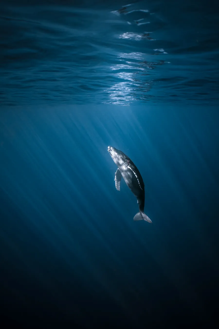 A lone humpback whale rises through god rays toward the surface — Mo'orea, French Polynesia