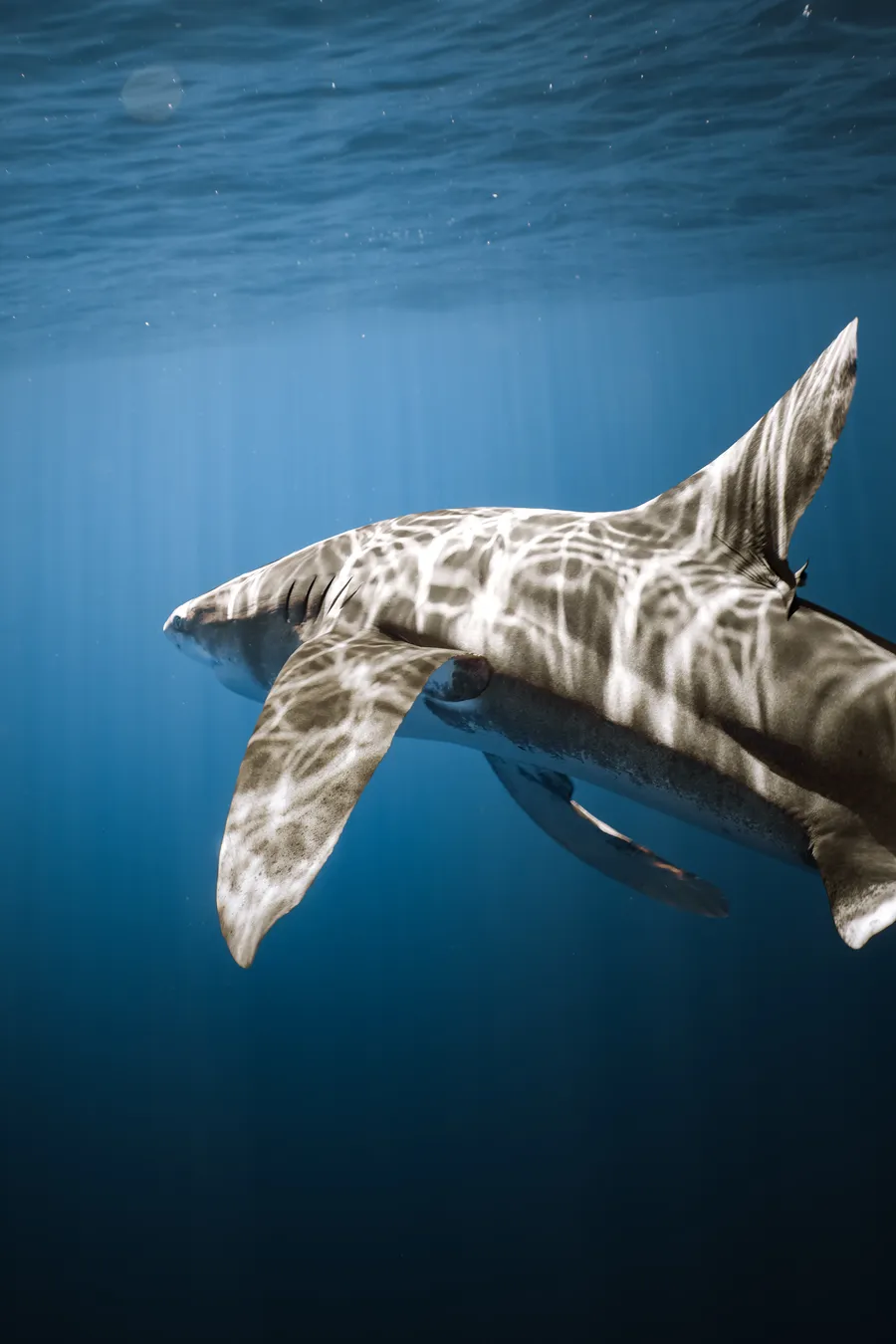 An oceanic whitetip shark passes close beneath the surface, fins spread — open ocean, Mo'orea