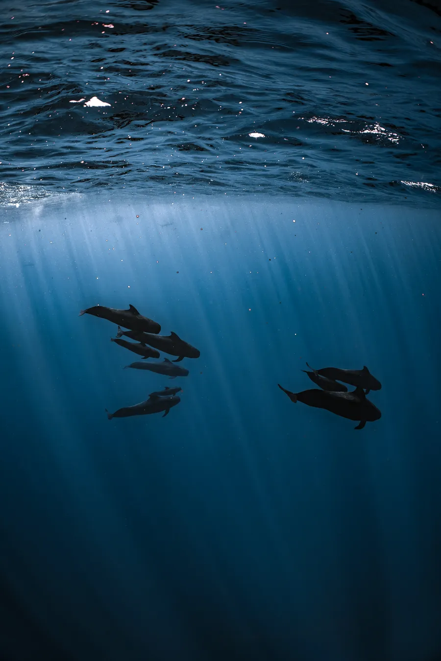 A pod of pilot whales travels through beams of light in dark blue water — Mo'orea