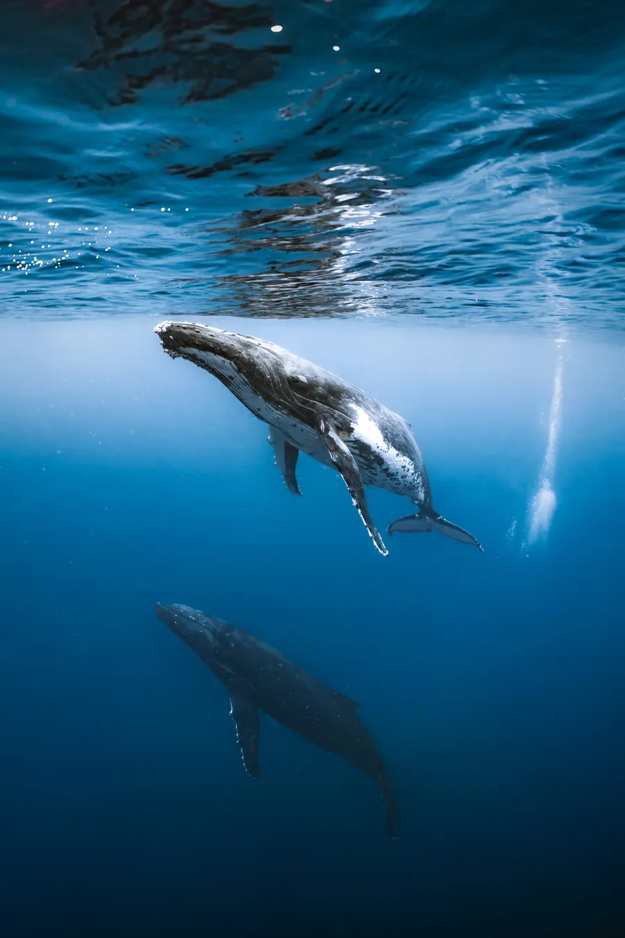 A humpback calf hovers above its resting mother in deep blue water — Mo'orea, French Polynesia