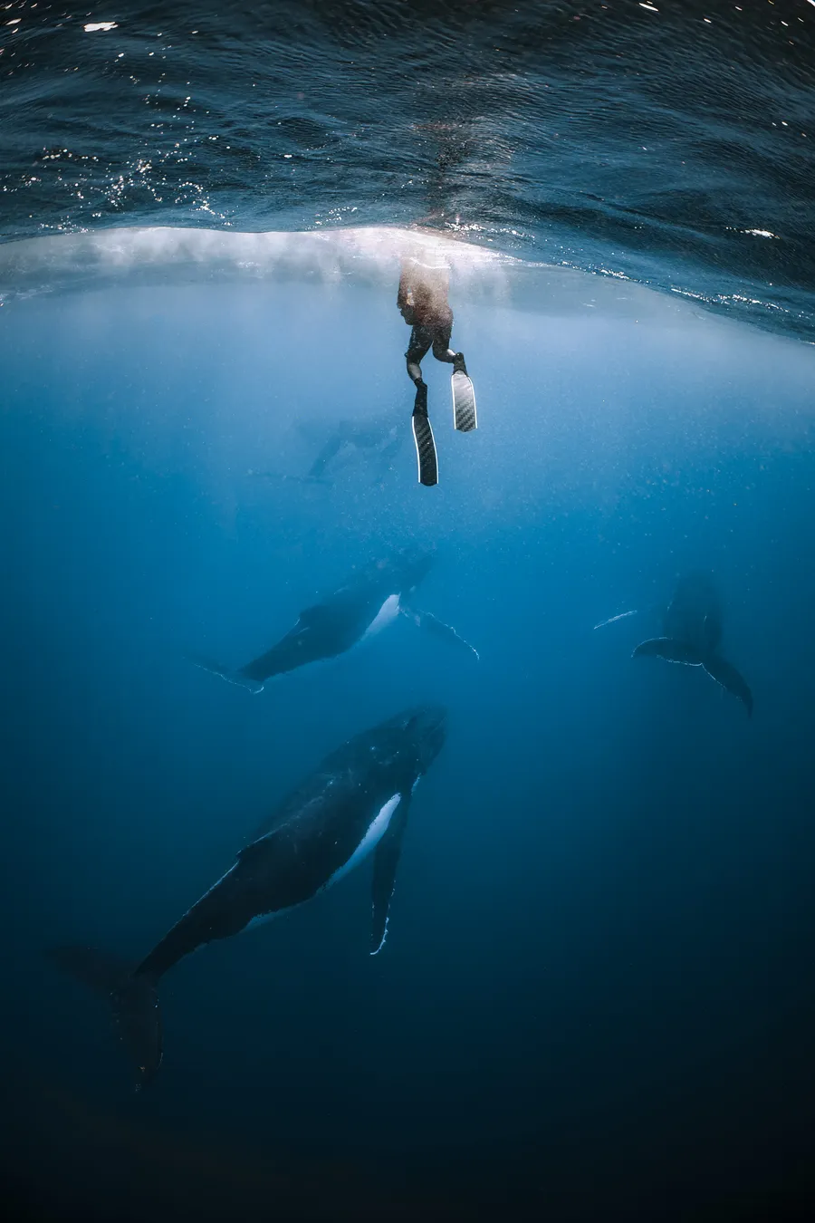 A freediver floats at the surface above three humpback whales in deep blue — Mo’orea