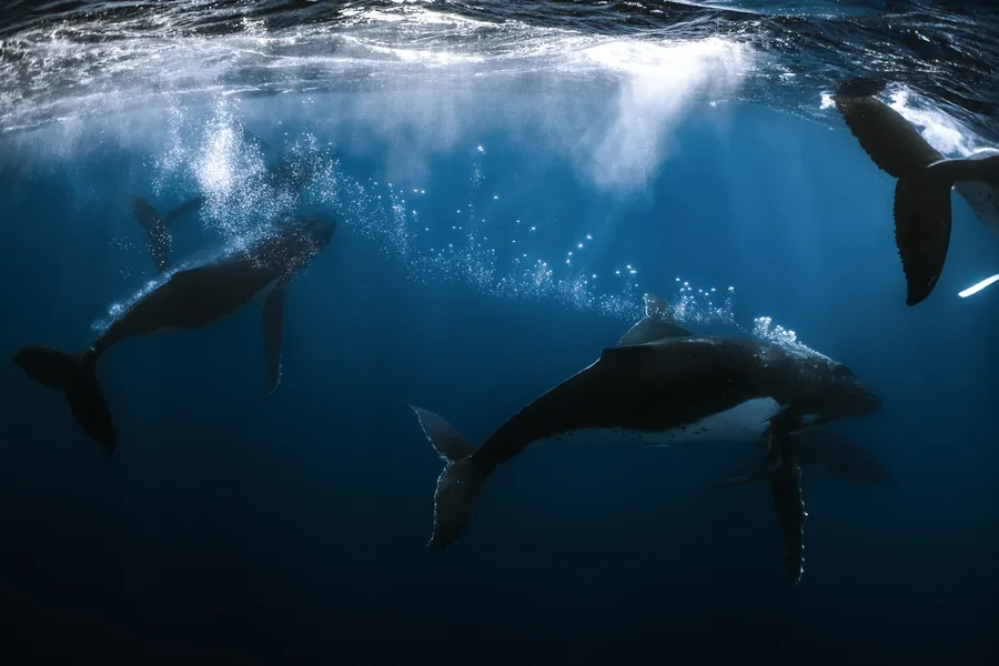 Two humpback whales at the surface, one exhaling a cloud of bubbles — Mo'orea