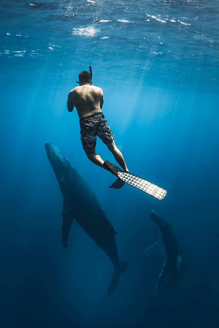A snorkeler swims above a humpback mother and calf — Mo’orea, French Polynesia