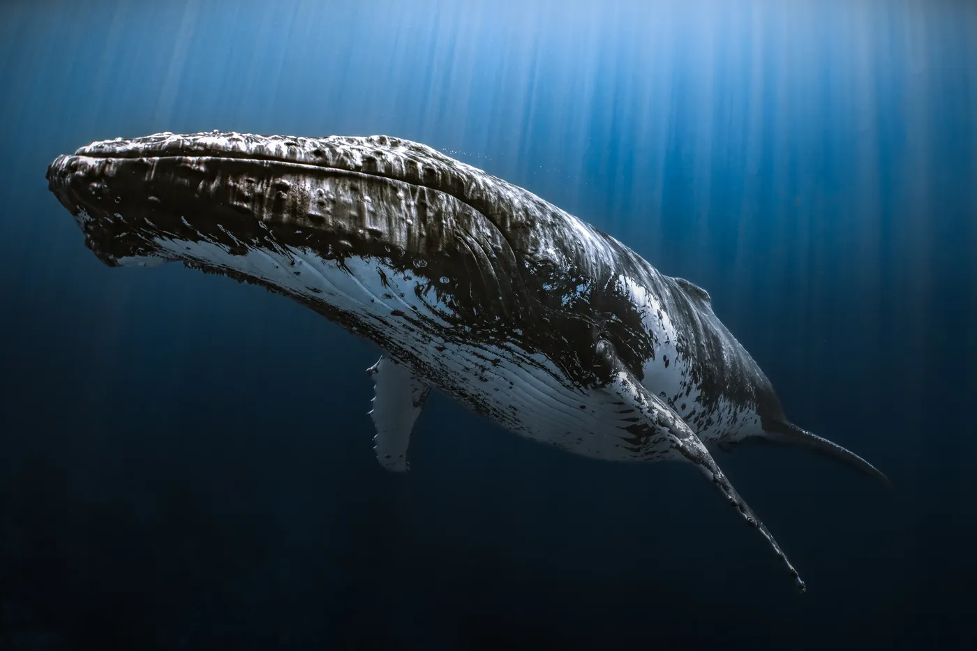 Humpback Whale Season 2027