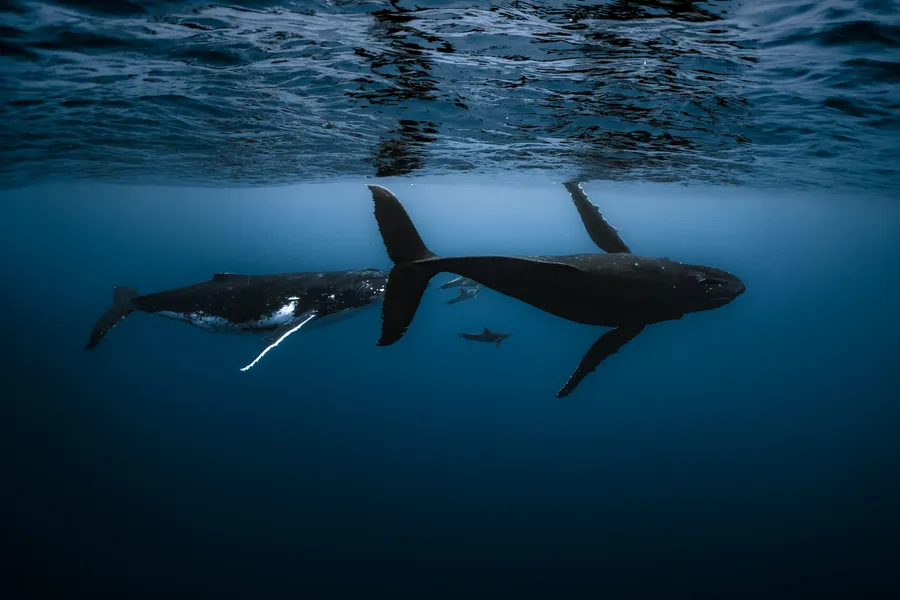 A humpback mother and calf swim side by side, joined by dolphins — Mo’orea, French Polynesia