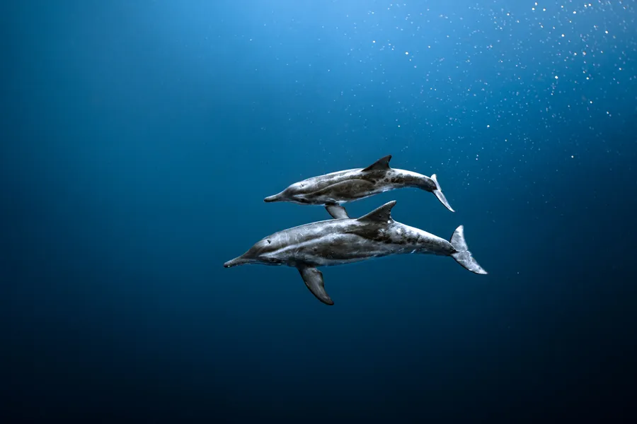 Two spinner dolphins swim side by side in open blue water — Mo'orea