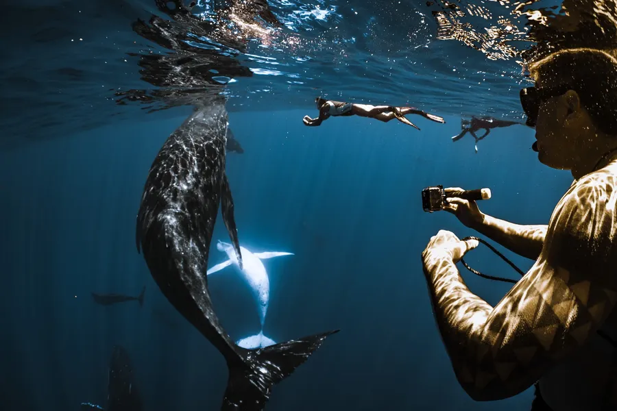Cameras up — a humpback rolls beneath the swimmers